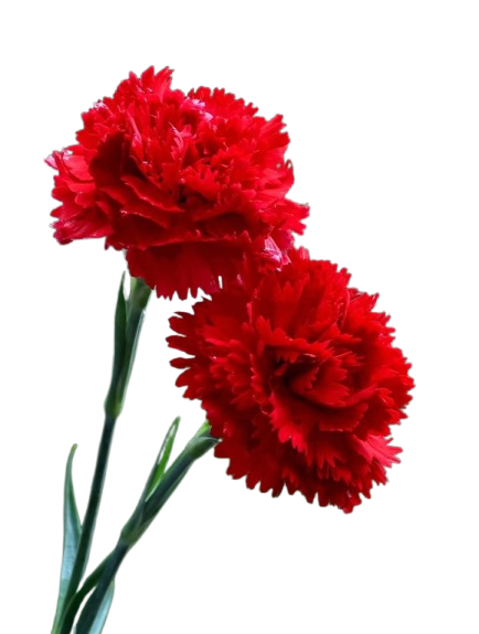 Carnations