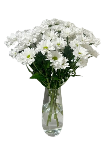 Chrysanthème