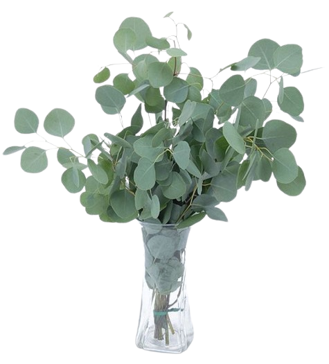 Eucalyptus