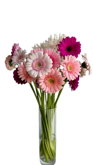 Gerberas