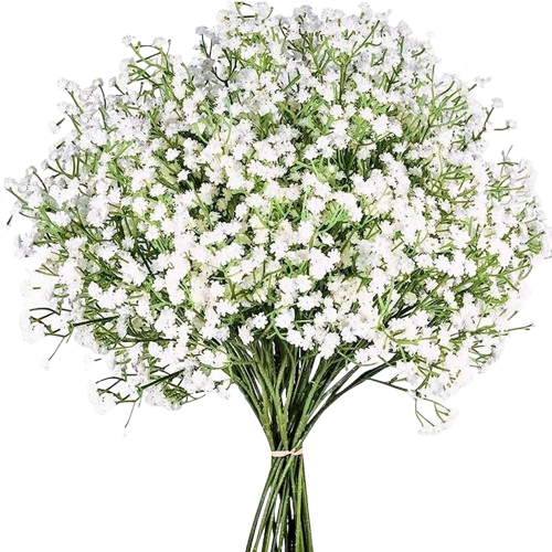 Gypsophile