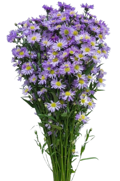 limonium