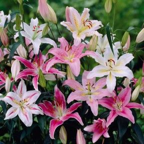 Lys Orientaux