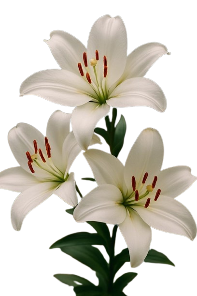 Lys Orientaux